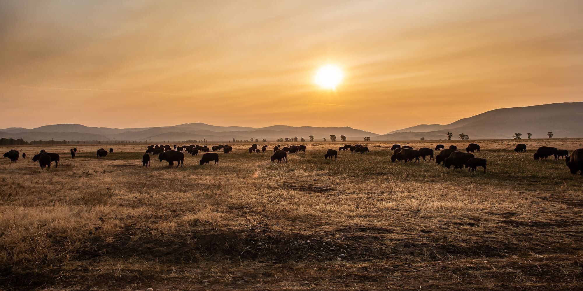 Buffalo Wildfire